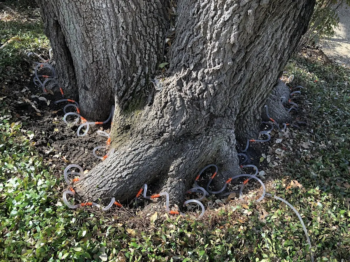 Detailed Tree Cabling and Bracing job site in Liberal